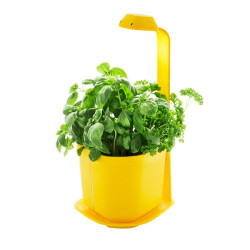 Potager d'intérieur GENIE...