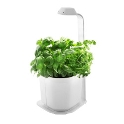 Potager d'intérieur GENIE...