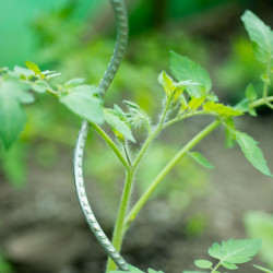 Tuteur tomates galvanisé en...