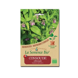 La semence Bio - Consoude officinale