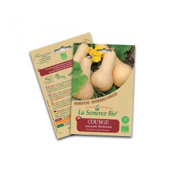 La semence Bio - Courge butternut musquée