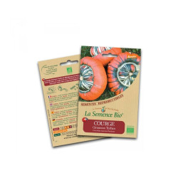 La semence Bio - Courge giraumon turban