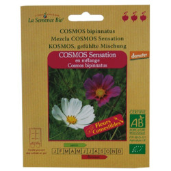 GRAINES BIO -COSMOS SENSATION EN MELANGE