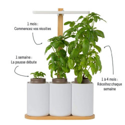 LILO JARDIN D'INTERIEUR (BASILIC MENTHE CIBOULETTE)