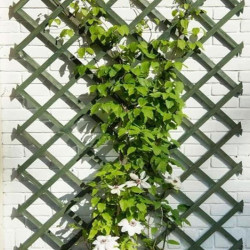 6041702 TREILLIS EXTENSIBLE EN BOIS COLORE VERT 50X150CM