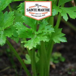 La ferme Sainte Marthe - 500 graines Céleri à couper