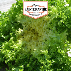 La ferme Sainte Marthe - 500 graines Chicorée frisée de Meaux