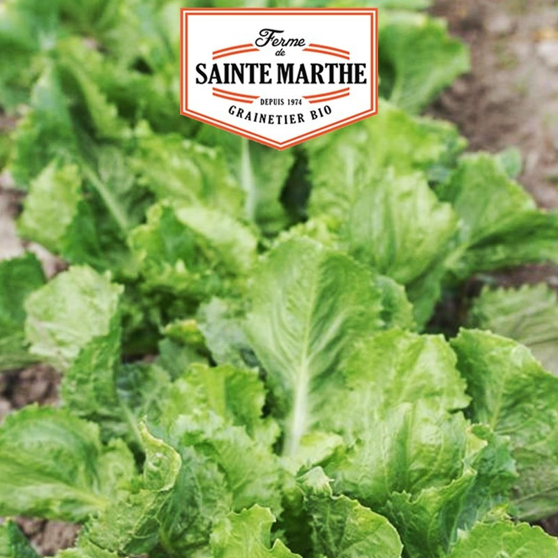 La ferme Sainte Marthe - 500 graines Chicorée scarole blonde à coeur plein