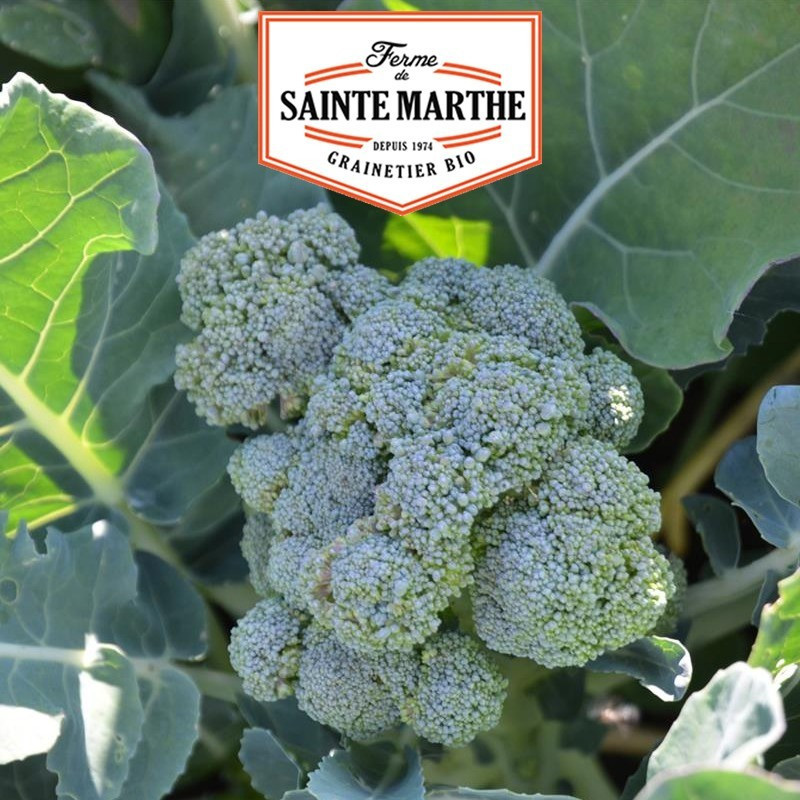 La ferme Sainte Marthe - 200 graines Chou Brocoli vert Calabrese Natalino