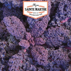 La ferme Sainte Marthe - 200 graines Chou Curly Kale Roter Grunkohl