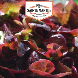 La ferme Sainte Marthe - 500 graines Laitue à couper Red Salad Bowl