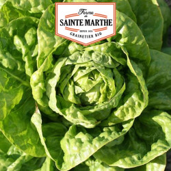 La ferme Sainte Marthe - 500 graines Laitue Pommée Grosse Blonde Paresseuse