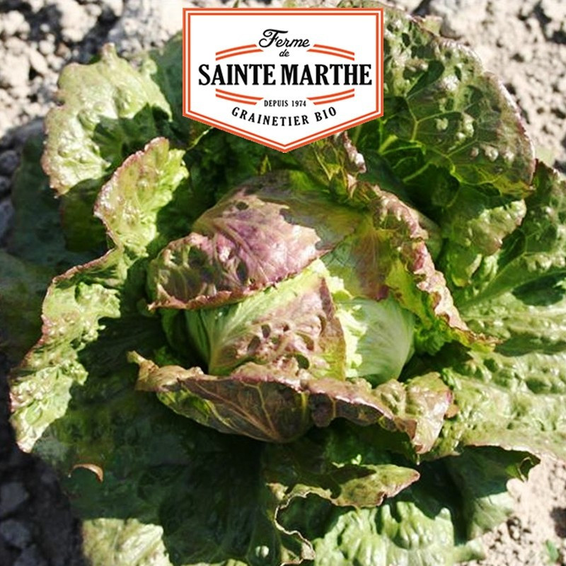 La ferme Sainte Marthe - 500 graines Laitue Pommée Pasquier