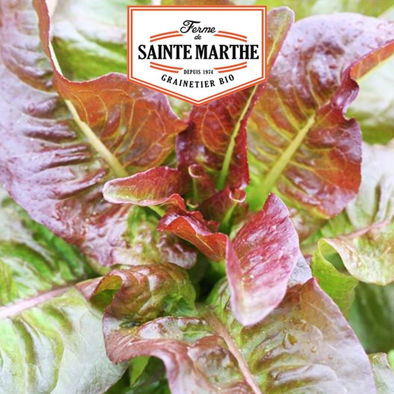 La ferme Sainte Marthe - 500 graines Laitue Romaine Rouge Oreilles du Diable