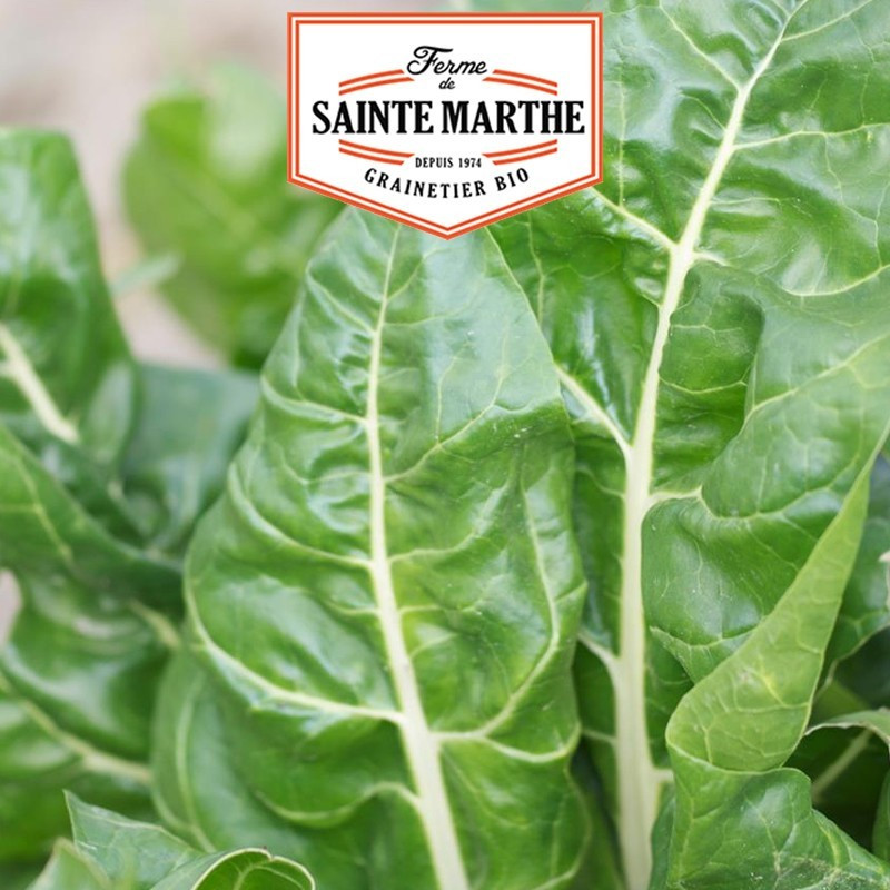 La ferme Sainte Marthe - 100 graines Poirée Verte à Carde Blanche