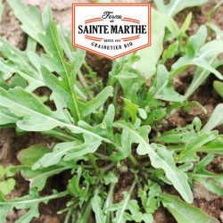 La ferme Sainte Marthe - 1000 graines Roquette Cultivée