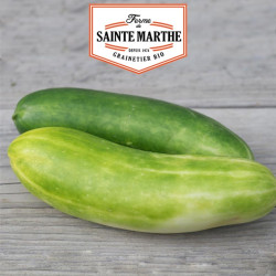 La ferme Sainte Marthe - 20 graines Concombre vert long maraicher