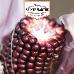 La ferme Sainte Marthe - 50 graines Maïs Pop-corn Fraise