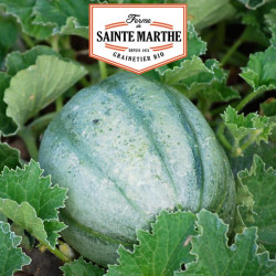 La ferme Sainte Marthe - 15 graines Melon ancien Vieille France