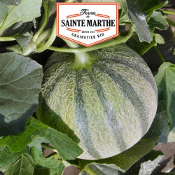 La ferme Sainte Marthe - 15 graines Melon Charentais