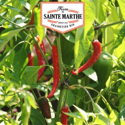 La ferme Sainte Marthe - 30 graines Piment de Cayenne