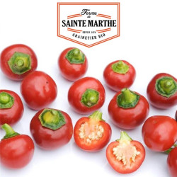 La ferme Sainte Marthe - 30 graines Piment Red Cherry Small