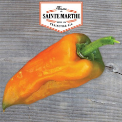 La ferme Sainte Marthe - 30 graines Poivron petit Marseillais