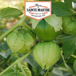 La ferme Sainte Marthe - 50 graines Tomatillo du Mexique