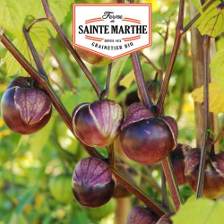 La ferme Sainte Marthe - 50 graines Tomatillo Violet