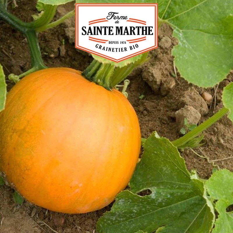 La ferme Sainte Marthe - 15 graines Courge Jack O'Lantern