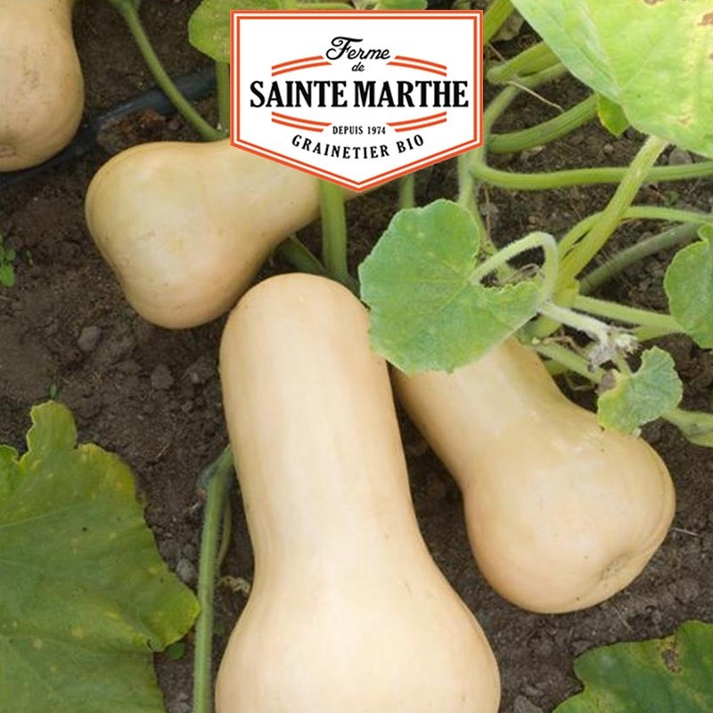 La ferme Sainte Marthe - 15 graines Courge musquée Butternut