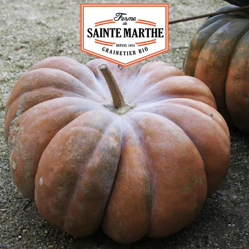 La ferme Sainte Marthe - 15 graines Courge musquée Muscade