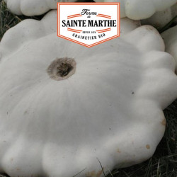 La ferme Sainte Marthe - 15 graines Courge Pâtisson Blanc