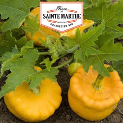 La ferme Sainte Marthe - 15 graines Courge Patisson Orange