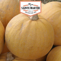 La ferme Sainte Marthe - 15 graines Courge Pomme d'Or