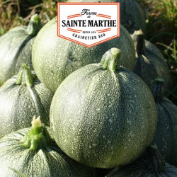 La ferme Sainte Marthe - 15 graines Courgette de Nice à fruit Rond