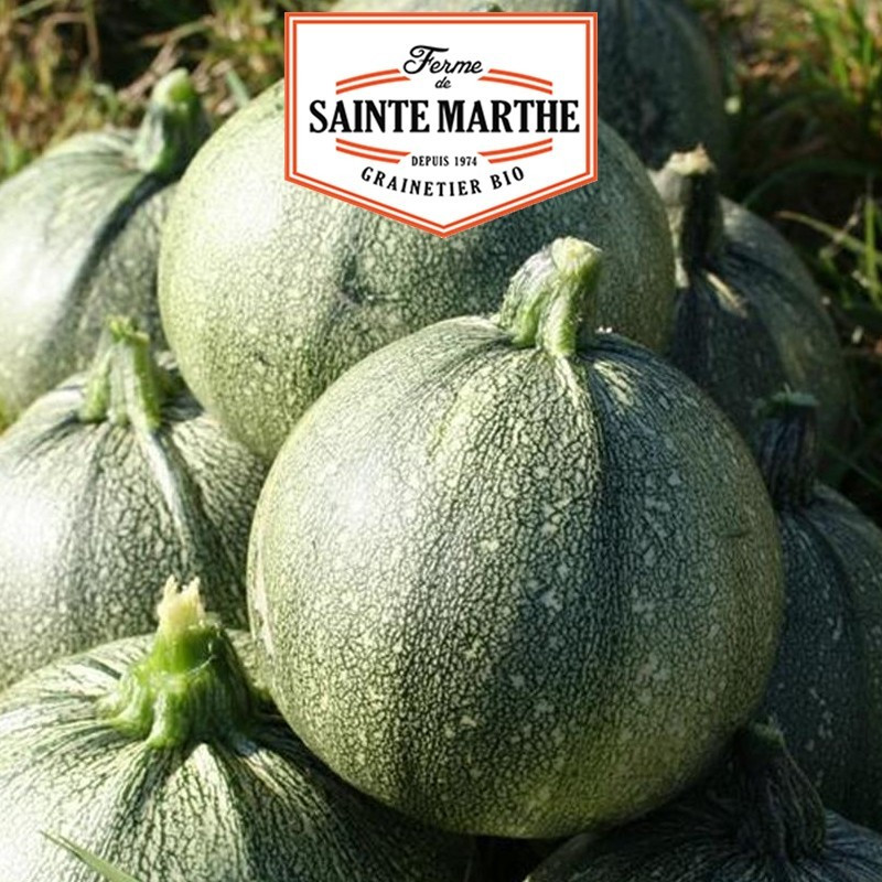 La ferme Sainte Marthe - 15 graines Courgette de Nice à fruit Rond