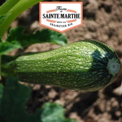 La ferme Sainte Marthe - 15 graines Courgette Greyzini ou Grisette de Provence