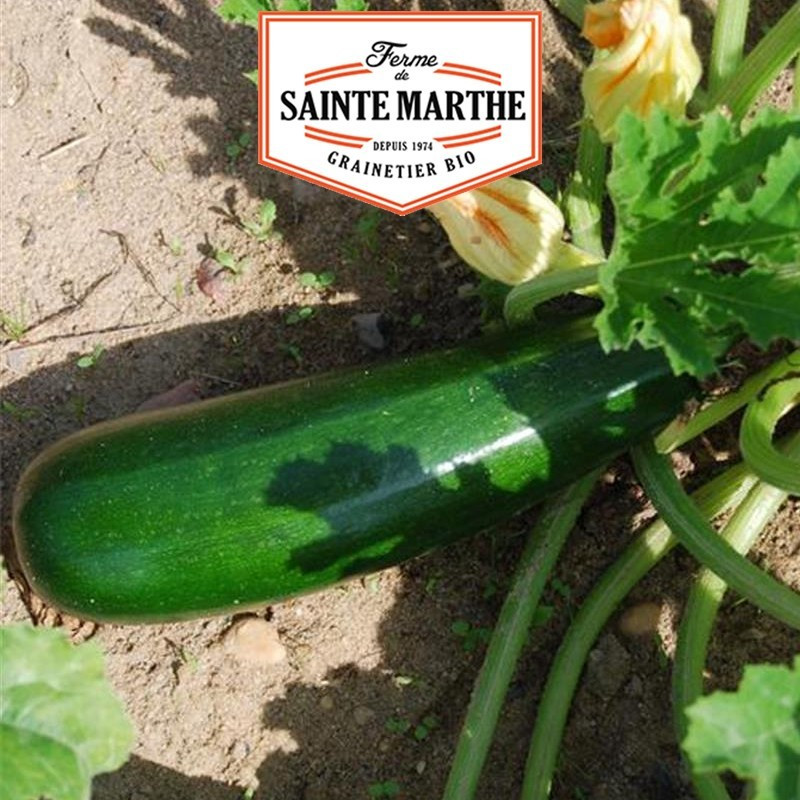 La ferme Sainte Marthe - 15 graines Courgette Verte non coureuse des Maraîchers