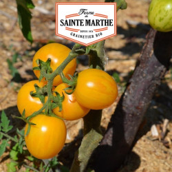 La ferme Sainte Marthe - 50 graines Tomate Topaz