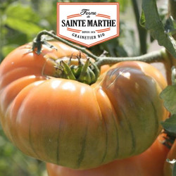 La ferme Sainte Marthe - 50 graines Tomate Ananas