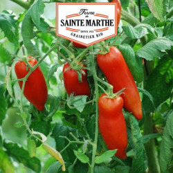La ferme Sainte Marthe - 50 graines Tomate Andine cornue