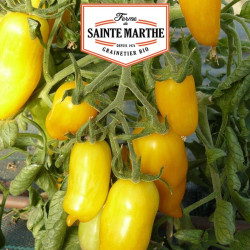 La ferme Sainte Marthe - 50 graines Tomate Banana Legs