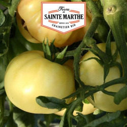 La ferme Sainte Marthe - 50 graines Tomate Beauté Blanche