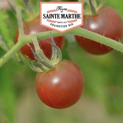 La ferme Sainte Marthe - 50 graines Tomate Black Cherry