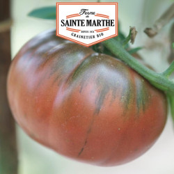 La ferme Sainte Marthe - 50 graines Tomate Black from Tula