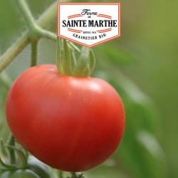 La ferme Sainte Marthe - 50 graines Tomate Bloody Butcher