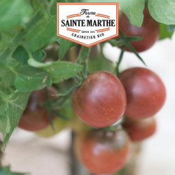 La ferme Sainte Marthe - 50 graines Tomate Brown Berry