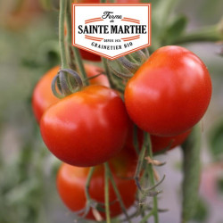 La ferme Sainte Marthe - 50 graines Tomate Cerise