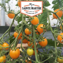 La ferme Sainte Marthe - 50 graines Tomate Cocktail Clémentine
